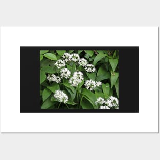 Wild Garlic Posters and Art